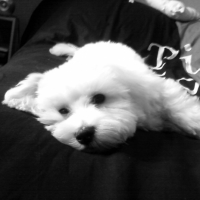 Photo #210203 de Elliot