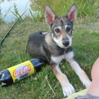 Photo #210207 de Balder