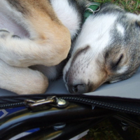 Photo #210220 de Balder