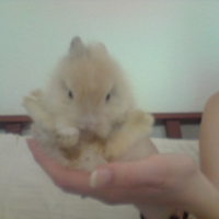 Photo #210226 de Homer