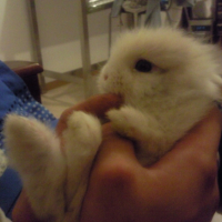 Photo #210234 de Homer