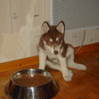 Photo #210306 de Maia