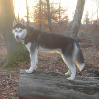 Photo #210310 de Kovu