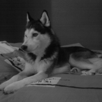 Photo #210315 de Kovu