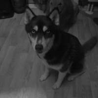 Photo #210319 de Maia