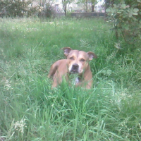 Photo #210333 de Simba