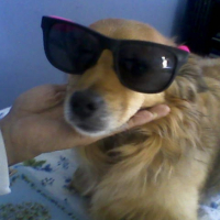 Photo #210341 de Boulette