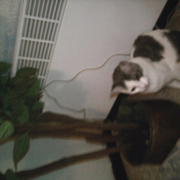 Photo #210368 de Luna