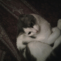 Photo #210373 de Luna