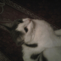 Photo #210376 de Luna