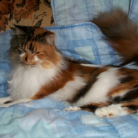 Photo #210404 de Cosette