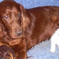Photo #210412 de Snoopy