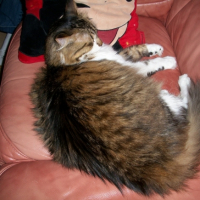 Photo #210417 de Pompom