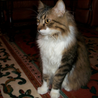 Photo #210418 de Pompom