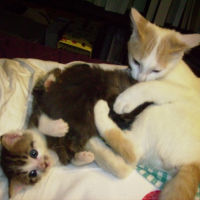 Photo #210444 de Djazz
