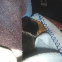 Photo #210519 de Oscar