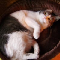 Photo #210528 de Chipie
