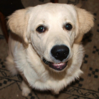 Photo #210530 de Simba