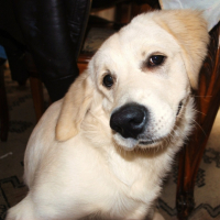 Photo #210531 de Simba