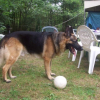 Photo #210532 de Rambo