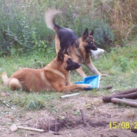 Photo #210533 de Rosco