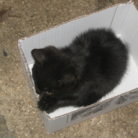 Photo #210566 de Blackos