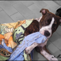 Photo #210596 de Tyson