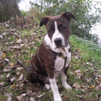 Photo #210597 de Tyson