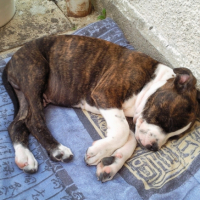 Photo #210599 de Tyson