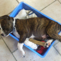 Photo #210600 de Tyson