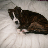 Photo #210601 de Tyson