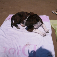 Photo #210602 de Tyson