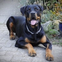 Photo #210616 de Dasko