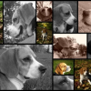 Montages de mes plus belles photos