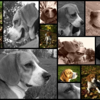 Montages de mes plus belles photos
