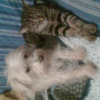 daisy et mon chat caline