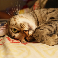 Photo #210724 de Inaya