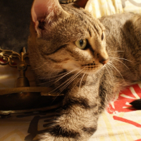 Photo #210727 de Inaya