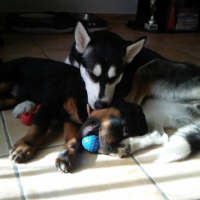 Photo #210754 de Tyson