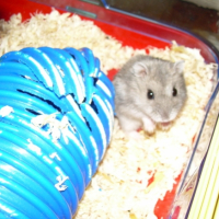 Photo #210799 de Nilou