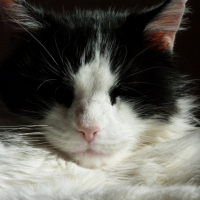 Photo #210843 de Lucky