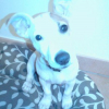 taly2