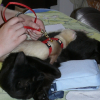 Photo #210885 de Dipsy