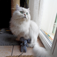 Photo #210888 de Sirtaki des princes de l'olympe