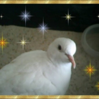 Photo #210965 de Coco