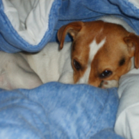 Photo #210983 de Biscotte