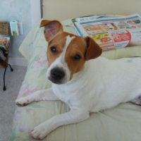 Photo #210985 de Biscotte