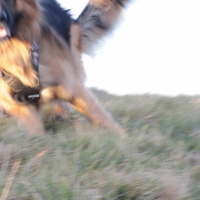 Photo #210999 de Rencontré lors d'une ballade...