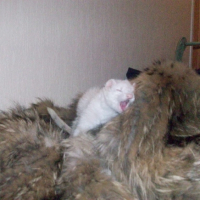 Photo #211055 de Anya