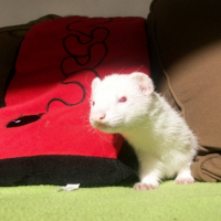 Photo #211058 de Anya